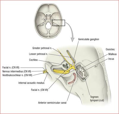 thumbs/Middle Ear.jpeg.jpg